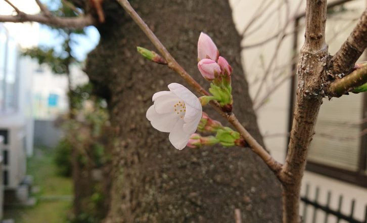 一番桜🌸