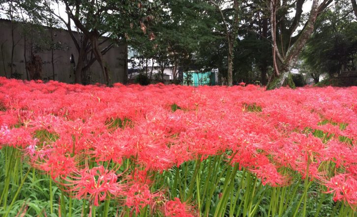 二十四節気「寒露」を迎えて